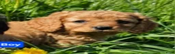 Cavapoo dogs for sale: Beautiful cavapoo puppies for sale  - Advert 4