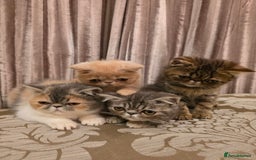 Exotic cats for sale: Super high quality Exotics - TICA reg pedigree - Image 1