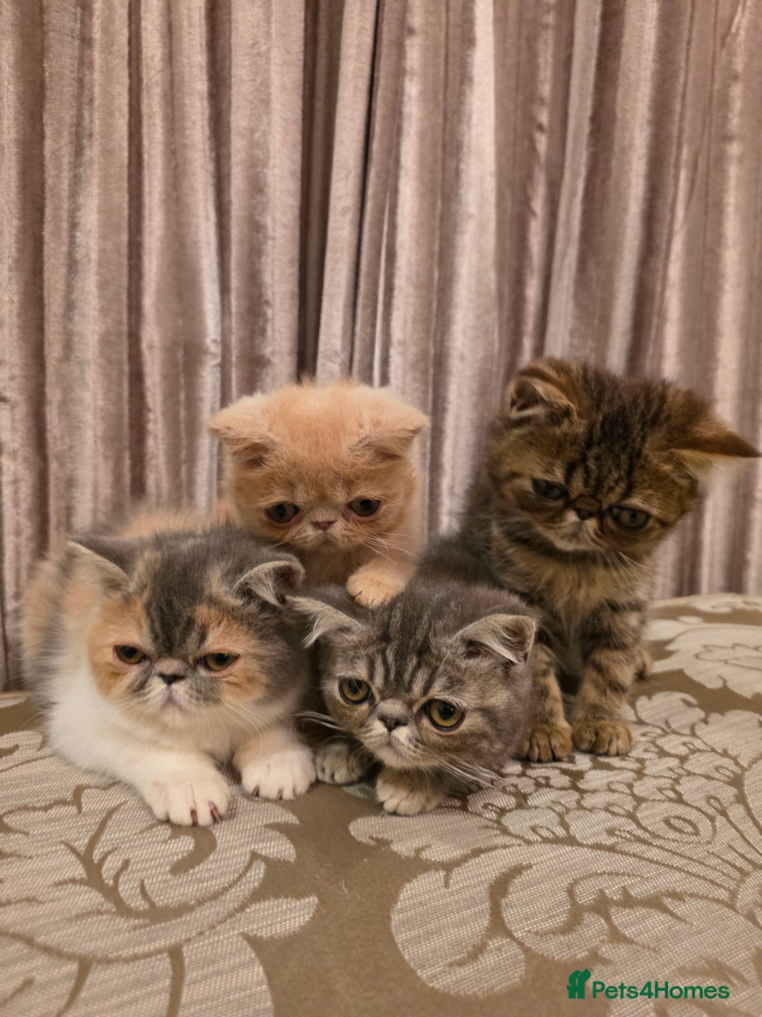 Exotic cats for sale: Super high quality Exotics - TICA reg pedigree - Image 1