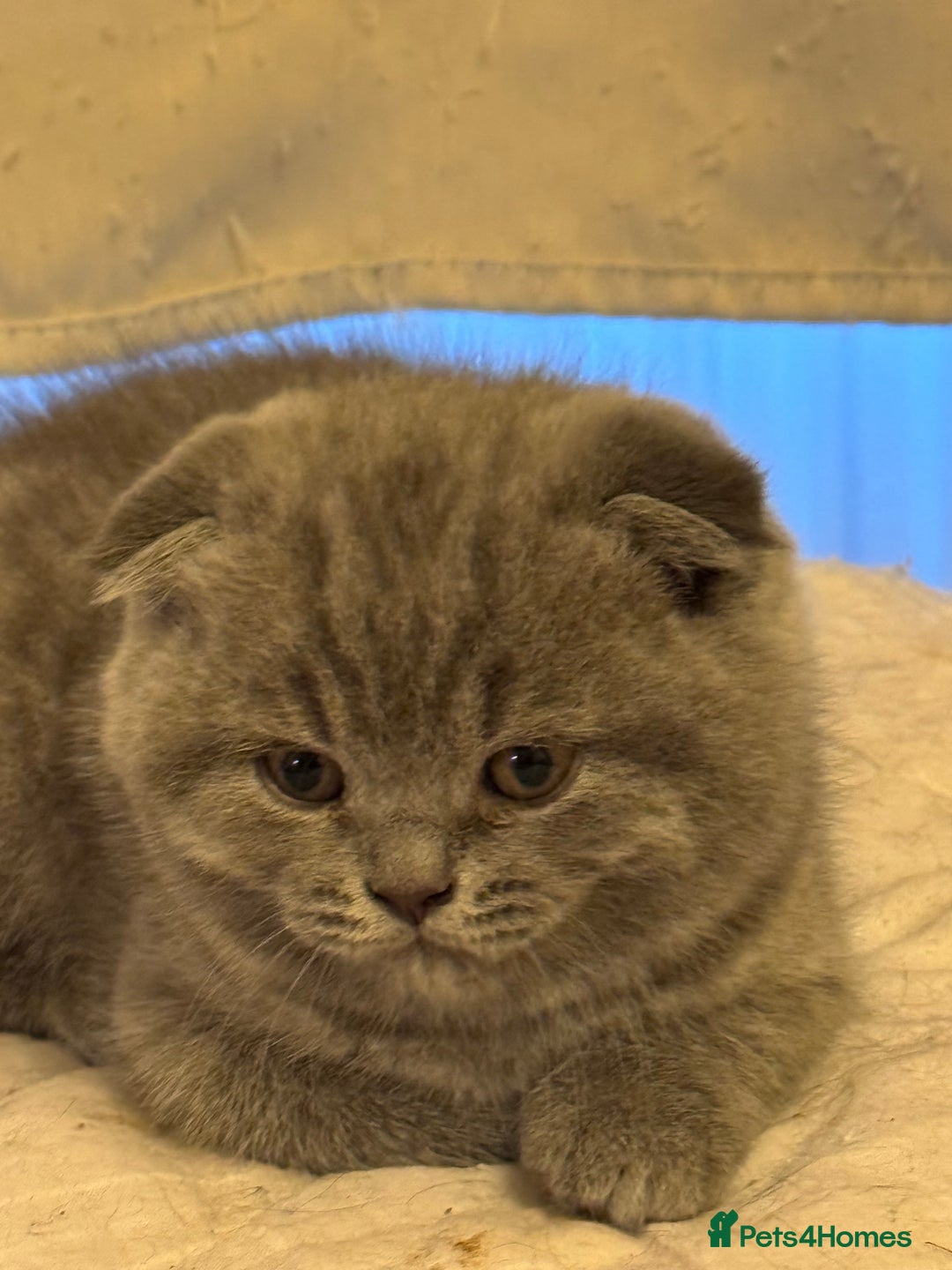 British Shorthair cats for sale: Kittens  - Advert 8