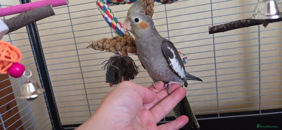 Cockatiels birds for sale: Fully weaned basic trained baby cockatiels  - Image 2