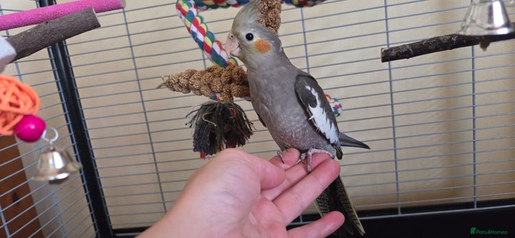 Cockatiels birds - Advert 3