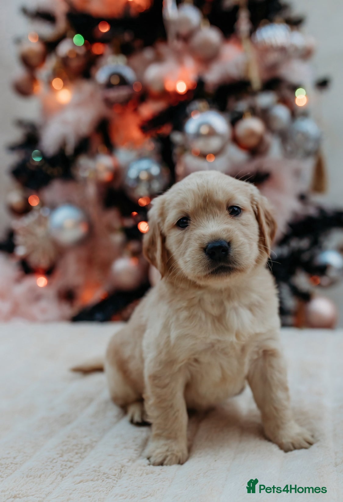 Mixed Breed dogs Golden retriever x Flatcoat retriever  - Advert 1