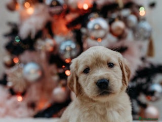 Mixed Breed dogs Golden retriever x Flatcoat retriever - Advert 1