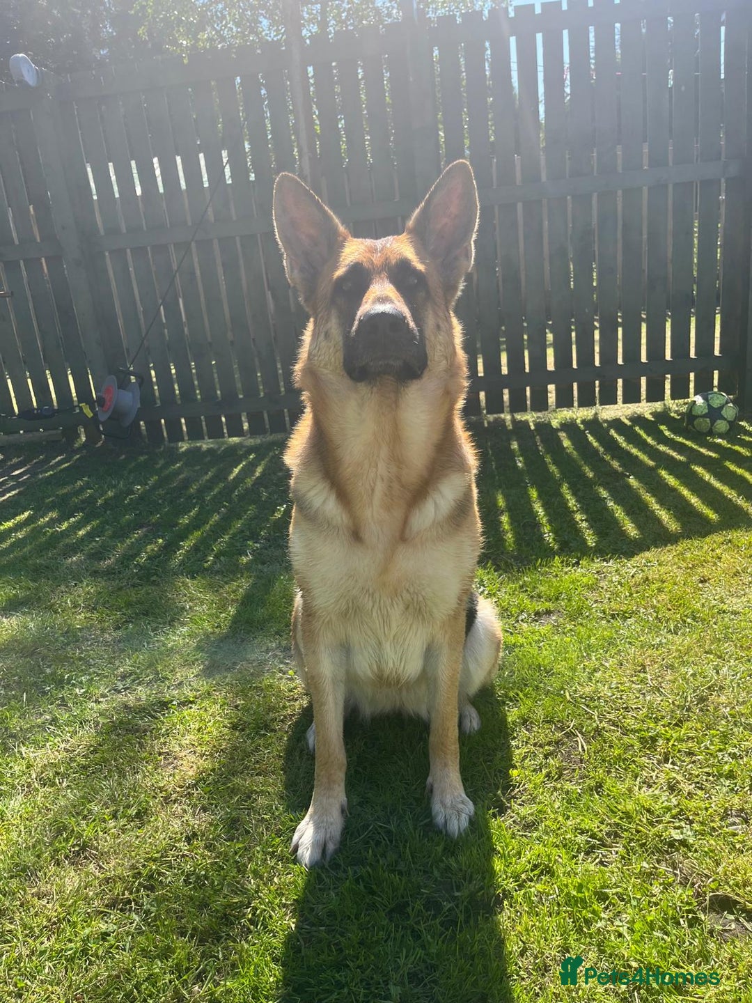 German Shepherd dogs for sale: German shepherd puppies  - Image 12