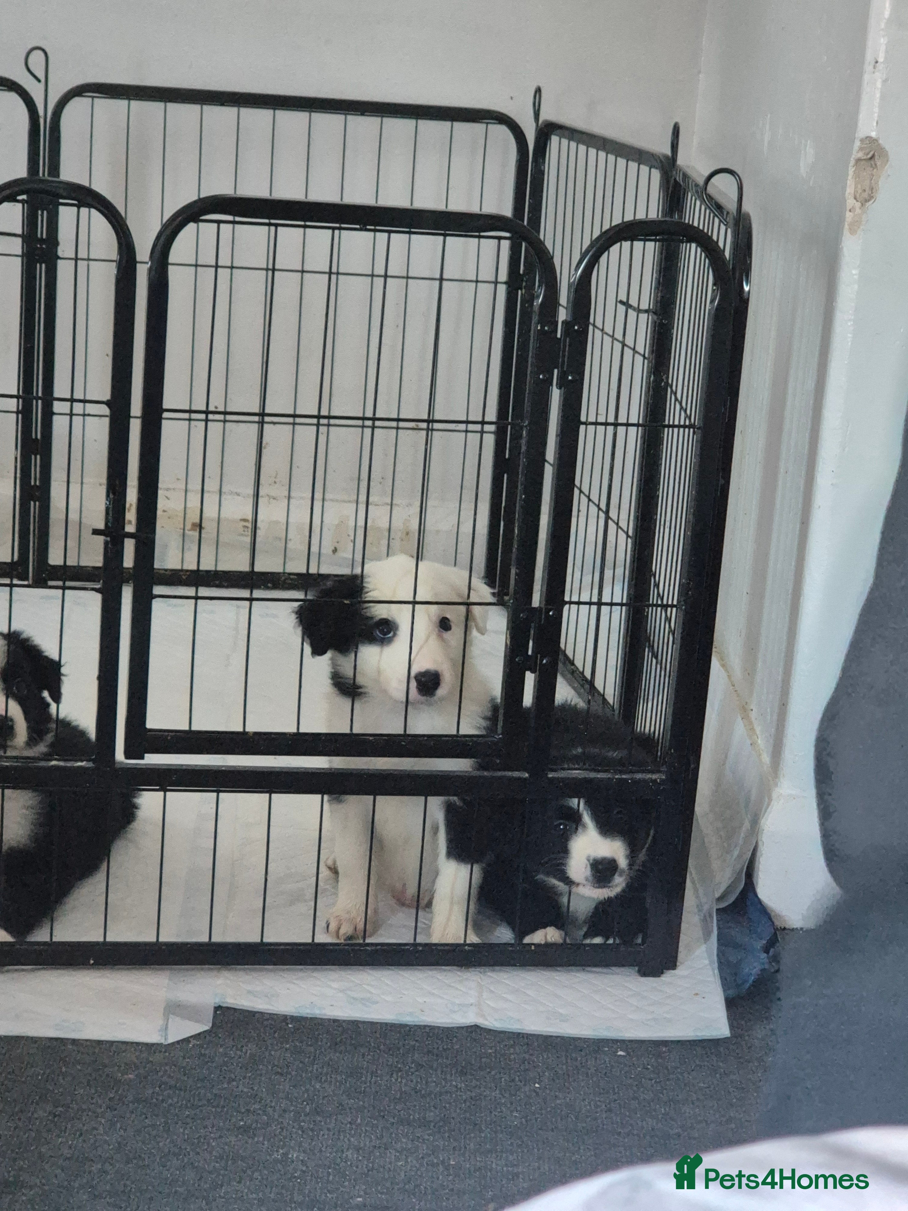 Border Collie dogs Border collie girl pup - Advert 7