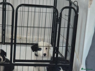 Border Collie dogs Border collie girl pup - Advert 7