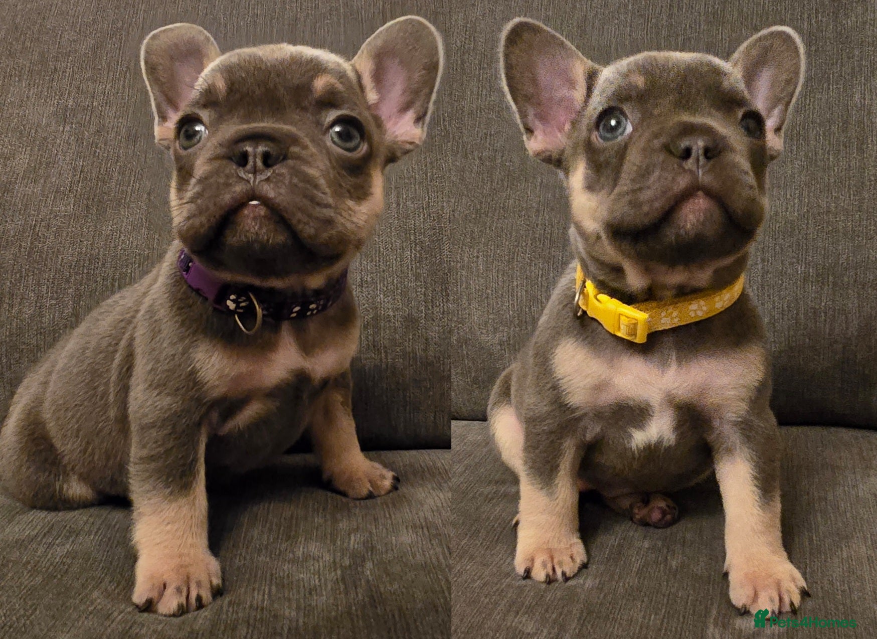French Bulldog dogs 🌟 Last 2 puppies remaining 🌟  - Advert 8
