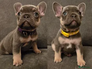 French Bulldog dogs 🌟 Last 2 puppies remaining 🌟 - Advert 8