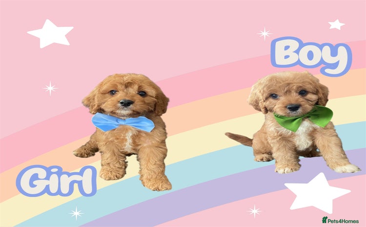 Cavapoo dogs - Advert 6