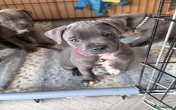 Staffordshire Bull Terrier dogs for sale: Blue Staffordshire bull terrier  - Image 35