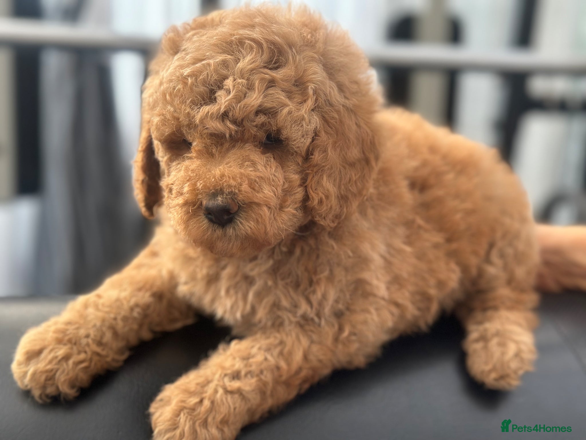 Goldendoodle dogs F1B MINI/MEDIUM GOLDENDOODLES 1 RESERVED - Advert 1