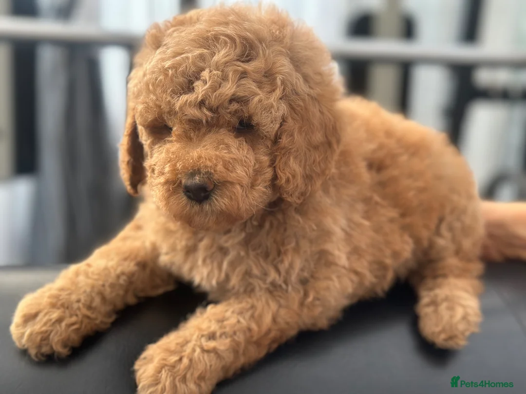 Goldendoodle dogs for sale: F1B MINI/MEDIUM GOLDENDOODLES 2 RESERVED - Advert 1