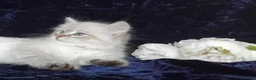 Siberian cats for sale: Siberian Kittens For Sale  - Advert 12