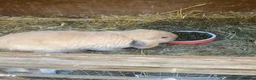 Mixed Breed rabbits for sale: 7 baby lops - Advert 9
