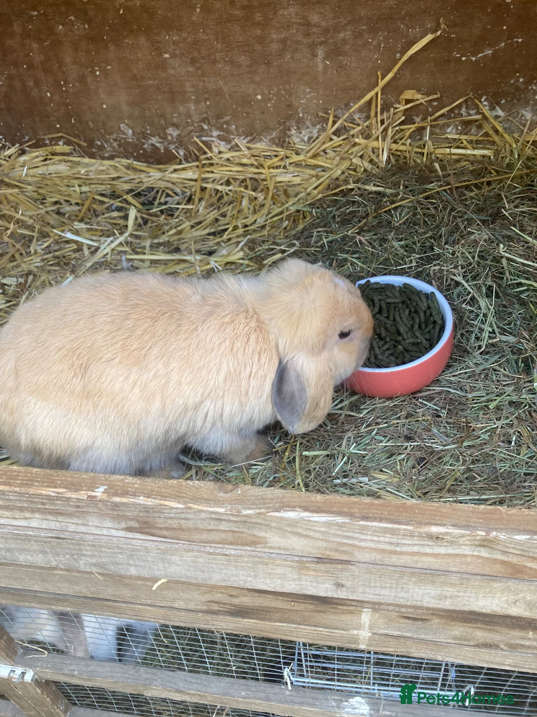 Mixed Breed rabbits for sale: 7 baby lops - Advert 9