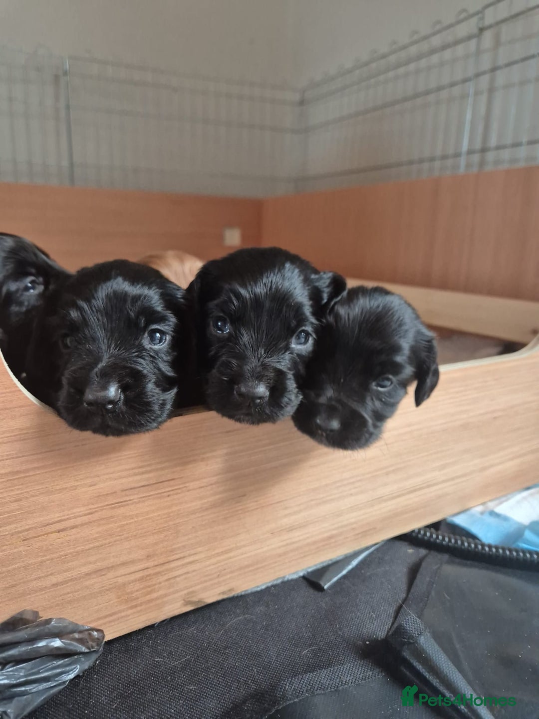 Cocker Spaniel dogs for sale: Cocker spaniel puppies  - Image 7