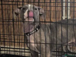 Mixed Breed dogs Mixed breed brindle blue and lilac pup - Advert 5