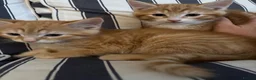 Mixed Breed cats for sale: Mixed breed chunky fluffy kittens - Advert 11