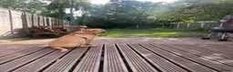 Labrador Retriever dogs for adoption: Yellow Labrador retriever  - Advert 2