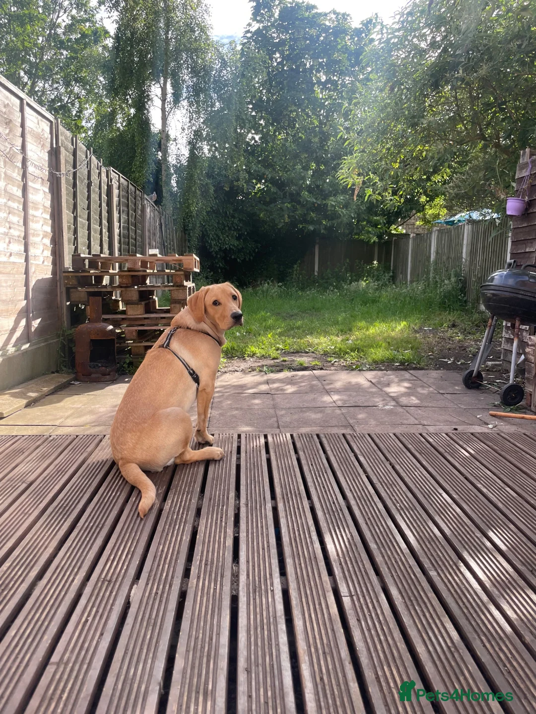 Labrador Retriever dogs for adoption: Yellow Labrador retriever  - Advert 2