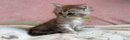 Persian cats for sale: Absolutely beautiful Persian/ragdoll Kittens - Advert 7