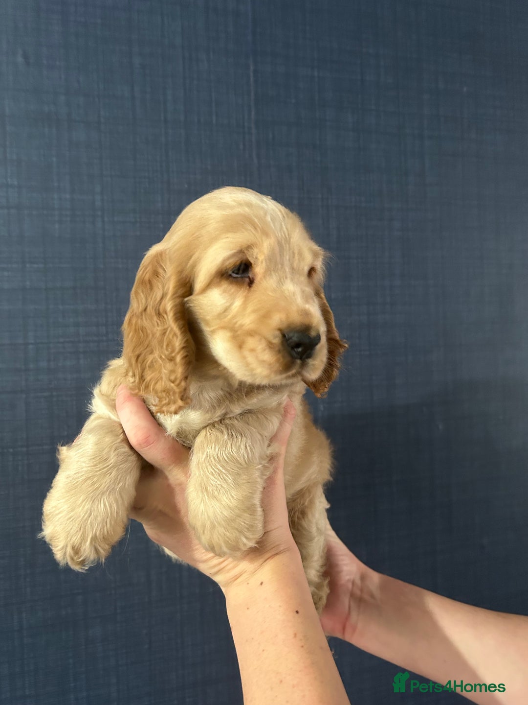 Cocker Spaniel dogs for sale: Gorgeous show type cocker spaniel  - Image 5