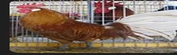 Chickens poultry for sale: Rare breed Friesian cockerels - Advert 3