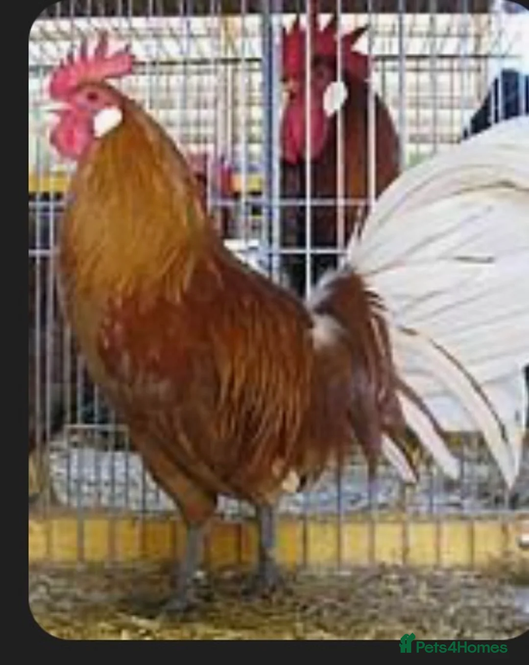 Chickens poultry for sale: Rare breed Friesian cockerels - Advert 3