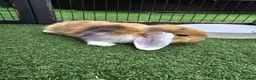 Mini Lop rabbits for sale: Beautiful mini lops for sale 💙🩷 - Advert 10