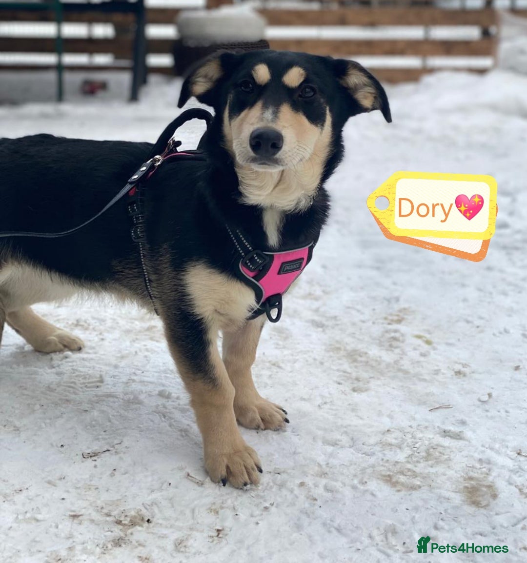 Mixed Breed dogs for adoption: 💖🐶 LADY AND DORY 🐶💖 - Advert 5