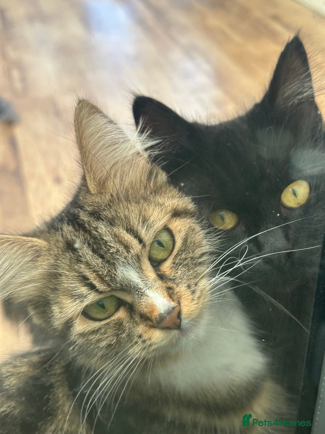 Maine Coon cats for sale: Black and white fluffy felix and coco - Image 10