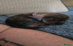 Miniature Dachshund dogs for sale: Miniature dachshund puppies  - Image 6