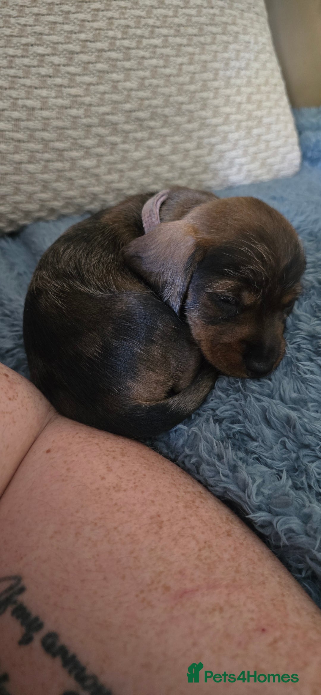Miniature Dachshund dogs for sale: Miniature dachshund puppies  - Image 6