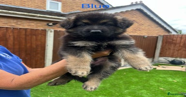 German Shepherd dogs - Advert 12