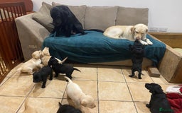 Labrador Retriever dogs for sale: Stunning Labrador Puppies - Image 34