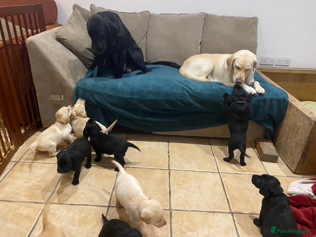 Labrador Retriever dogs for sale: Stunning Labrador Puppies - Image 34
