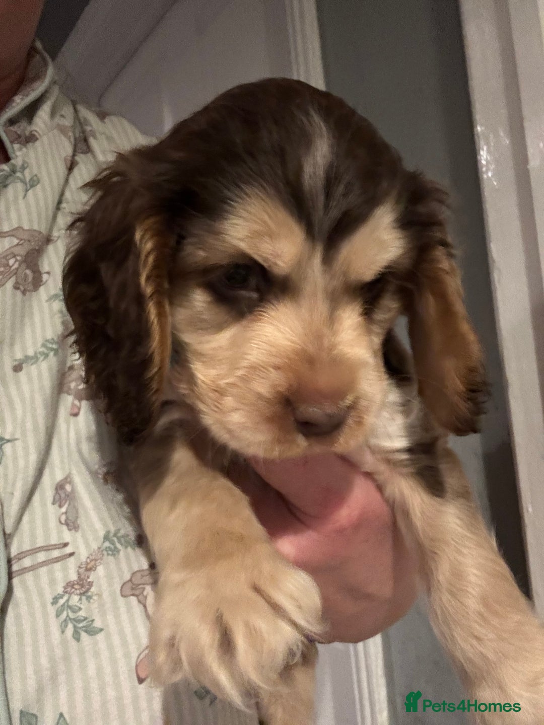 Cocker Spaniel dogs for sale: Stunning litter of Show Cocker Spaniel Puppies - Image 6