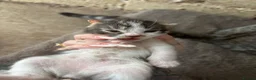 Mixed Breed cats for sale: 6 wonderful babies - Advert 3