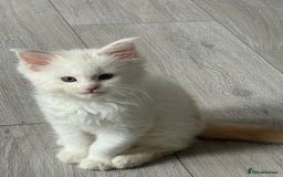 Maine Coon cats for sale: Gorgeous full breed Maine Coon kittens - Image 8