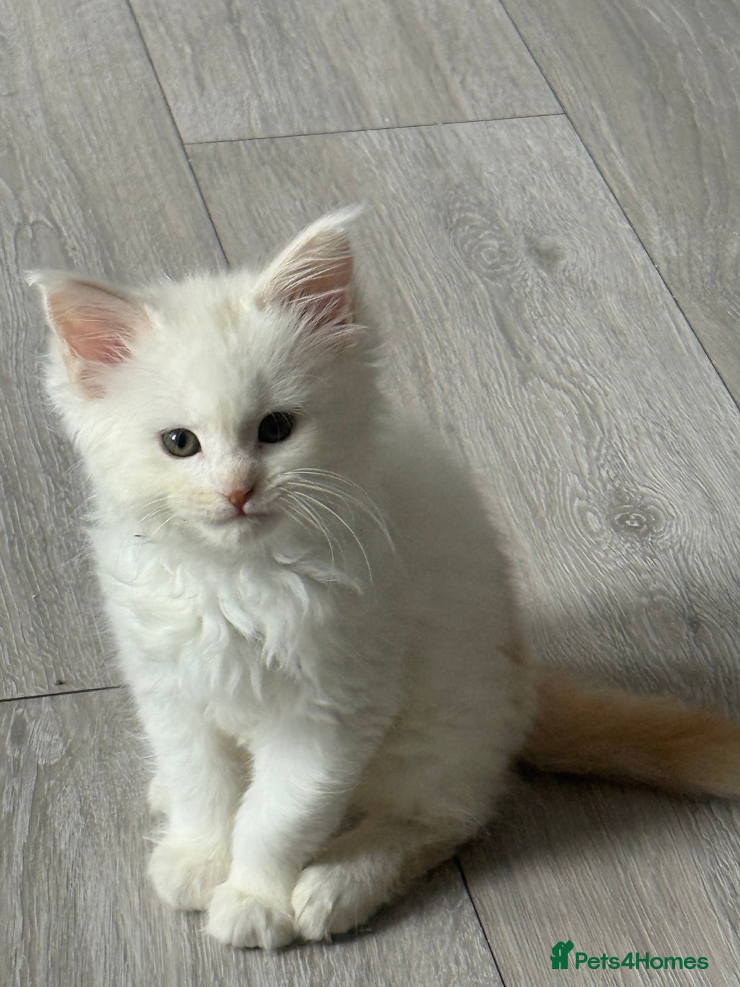 Maine Coon cats for sale: Gorgeous full breed Maine Coon kittens - Image 8