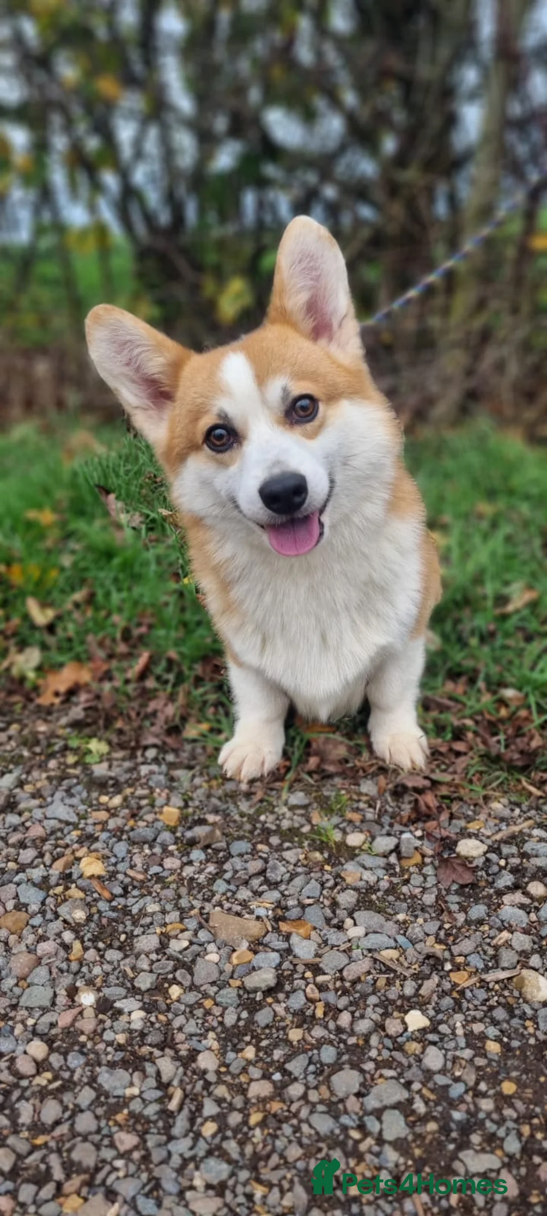 Gallery Image {{count}}