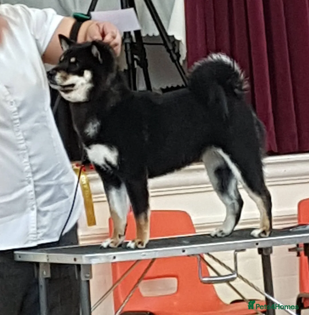 Japanese Shiba Inu dogs for sale: Adult japanese shiba inu  - Advert 5