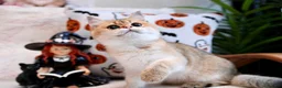 British Shorthair cats for sale: BSH 7 month kitten for sale - Advert 5
