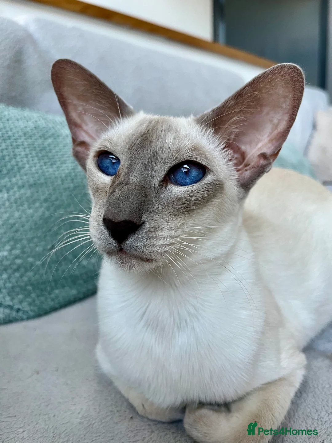 Siamese cats for sale: Supreme Pedigree Siamese kittens GCCF registered  - Advert 10
