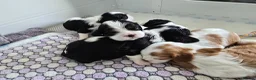 Cavalier King Charles Spaniel dogs for sale: MRI scanned parents fullY health tested - Advert 23