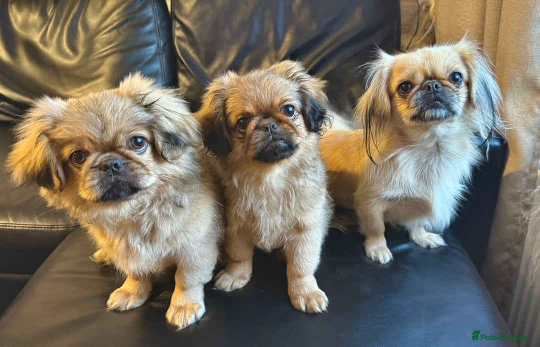 Pekingese dogs for sale: CARMEL - 2 Pekingese puppies BOYS ! Fully vaccinated! - Image 15