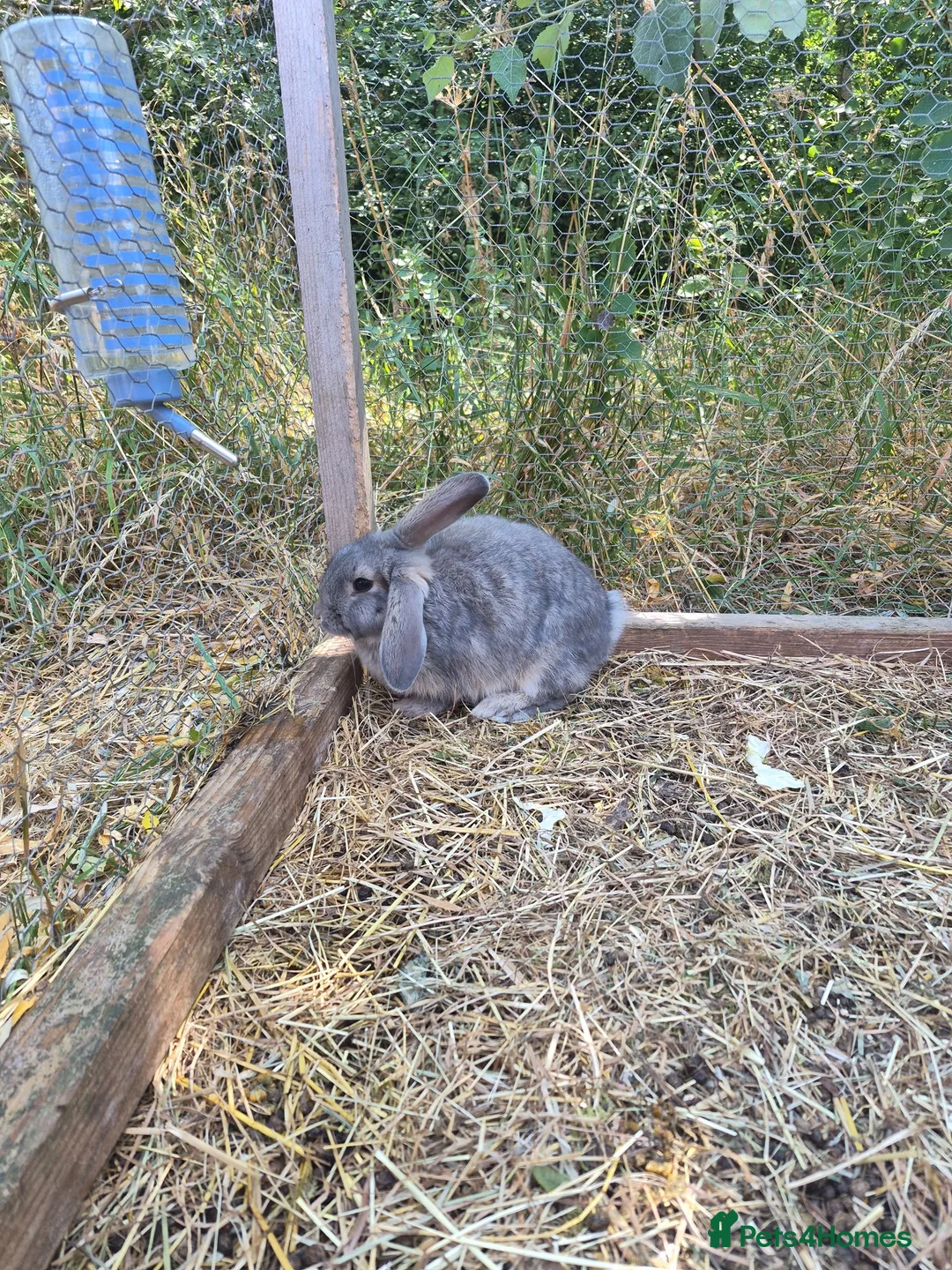 Mixed Breed rabbits for sale: Baby rabbit - Advert 2