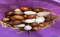 Chickens poultry for sale: Various young hens for sale  in King's Lynn - Image 3