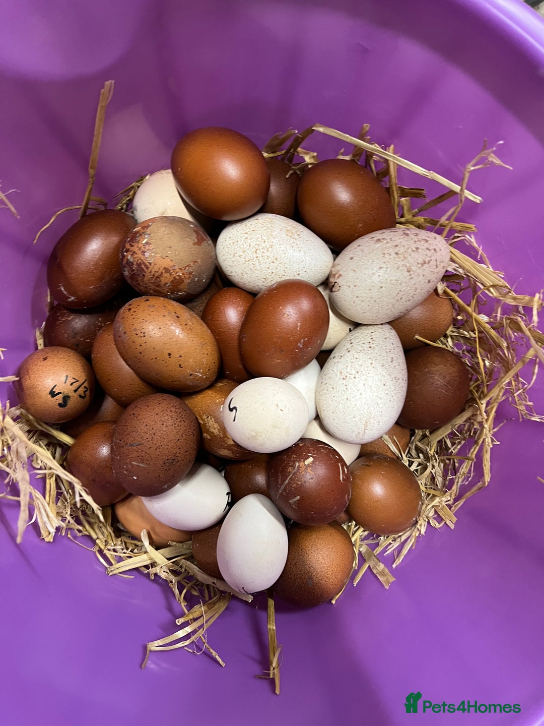 Chickens poultry for sale: Various young hens for sale  in King's Lynn - Image 3